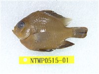 藏品(厚唇雀鯛)的圖片